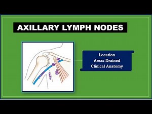 Axillary lymph nodes Anatony [Lymph nodes |