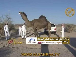 اجمل فحول المجاهيم - الفحل هايل