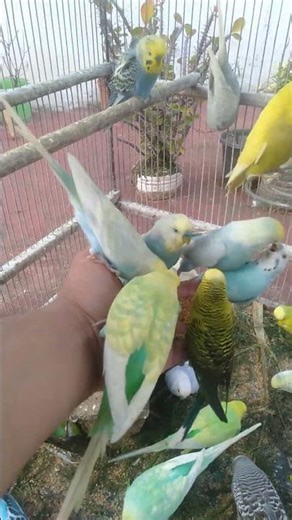 So reagieren Wellensittiche auf eine entspannte Umgebung 😲