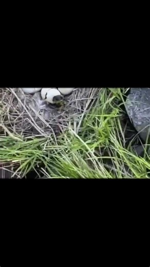 Waterfowl Hunting: Geese and Duck Hunting Tips