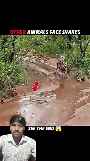 snake vs other animals and snake 🐍 vs cat 🐱 #shorts #snake #cat #wildlife #wildanimals #animals