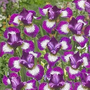 Currier Siberian Iris Flower Roots - 5 Bulbs per Pack - Deer Resistant - Good as Cut Flowers - Perennializing - Great for Garden Borders