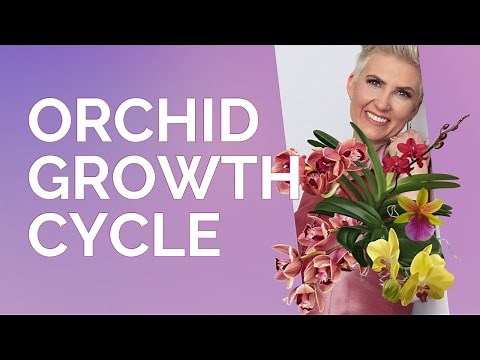 Orchids through the growth cycle