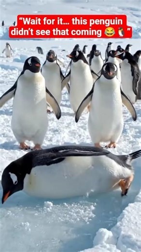 Funny Penguins Walking 🐧😂 | Cute Slip Moment (4K Cinematic)