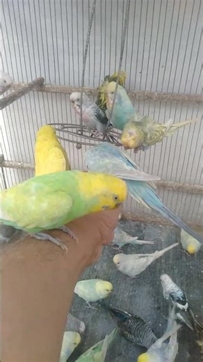 🐦「迷った瞬間、なぜか答えが変わった理由」