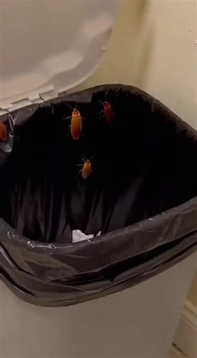#GiftedInLove#pest#cockroach#pestcontrol | cockroach trap