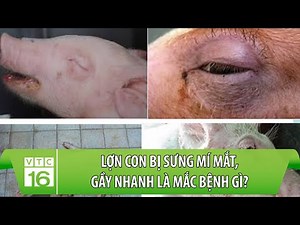 Lợn con bị sưng mí mắt, gầy nhanh là mắc bệnh gì? | VTC16