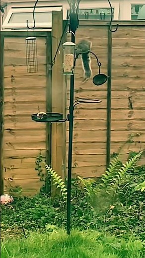 Squirrel obstacle course