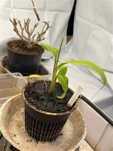 Updates on this rare Blue Java Banana plant in the Midwest! March 23, 2026 #garden #plants #bluejava