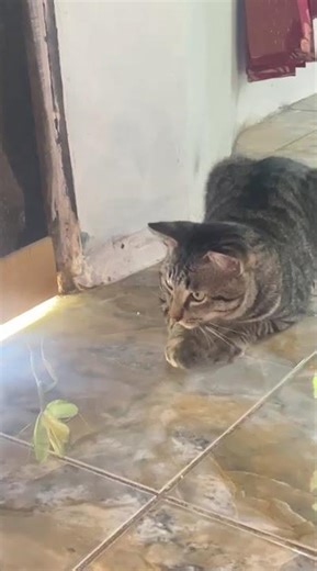 Cat watches praying mantis’ display in South Kalimantan, Indonesia