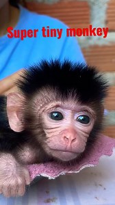 41K views · 856 reactions | Super tiny monkey #viral #babymonkey #animallover #animals #ReelMonkey #reelsvideo #shortsvideos #shortsvideo #videomonkey #shortsfeed #Monkeyreels #MonkeyLife #Videofunny #reels2023 #monkey | Vlog Monkey | Facebook