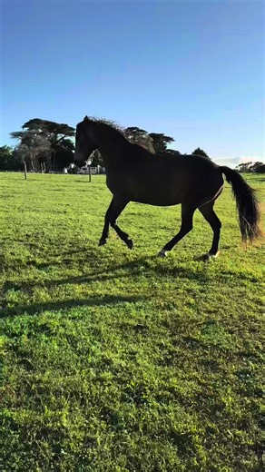 Understanding True Choice in Liberty Training for Horses