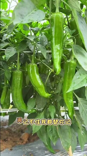 Revolutionizing Rural Farming: Small Scale Agriculture Success Stories