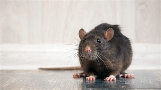 Warning huge rise in 2ft 'genetically modified' rats in Brit homes