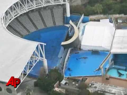 Trainer Killed by Whale in Front of Spectators