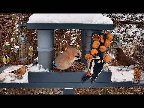 Day Live Bird Feeder Stream — Real-Time Backyard Birds