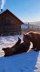 Pure winter magic: #goat kids and #bear cubs playing in the snow. | Ira Krasotkina