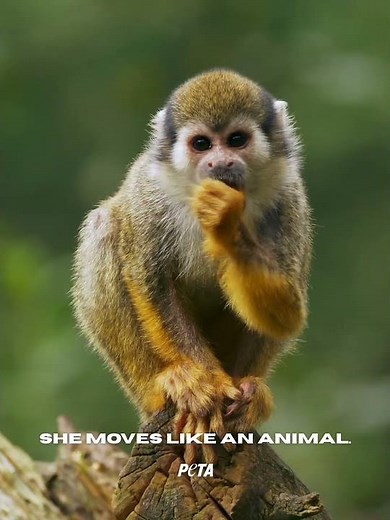 KATSEYE Gets It: We All Move Like Animals 🩵🐾