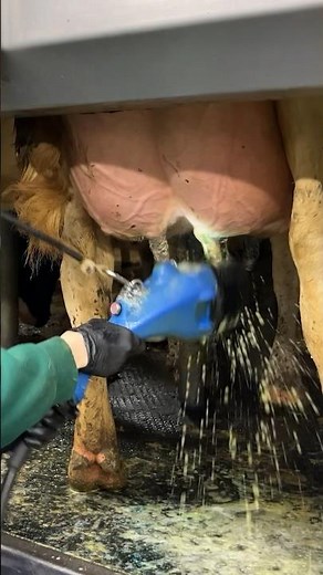 🐄 Amazing Girls Work on the Dairy Farm | Cows with Biggest Udder | Automatically Milking