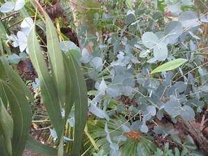 How & When to Cut Eucalyptus trees for juvenile foliage
