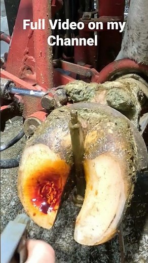 Massive Pressure Release Cow Hoof Transformation