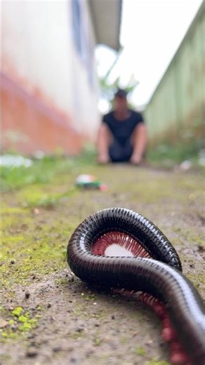 Quiet Now, the Millipede Is Being Born#shortvideo#millipede