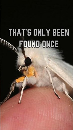 🦋 Meet the Venezuelan Poodle Moth: Nature's Fluffy Enigma! 🌟