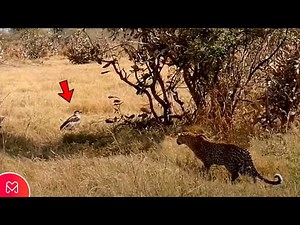 THE EAGLE DIDN'T SEE THE LEOPARD APPROACH