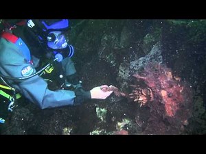 Friendly giant Pacific octopus