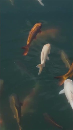 OXYMOR Nano Bubble Generator for Koi fish pond, aqua culture #koi #fishtank #koipond