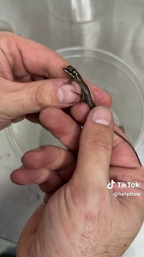 Cuban Stream Anole Breeding Success Tips