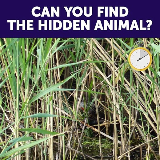 12 Fun Trivia Questions And Answers. Awesome quiz games!