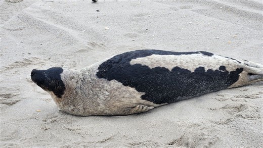 Harp seal rescued near death at Shore travels 600 miles to Canada after release