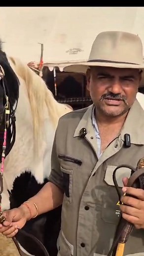 Let Marwari Be Marwari In today’s materialistic world, our beloved Marwari breed is drifting in the wrong direction. Traders are setting trends that threaten the very identity of this horse — demands for oversized frames, obsession with flashy colours or markings, and blind chase for so-called “fancy” bloodlines. Add to that the fake prices, manufactured hype, and rumours of unrealistic sales… and we are slowly losing the true type — the essence that makes a Marwari horse Marwari. It’s time to p