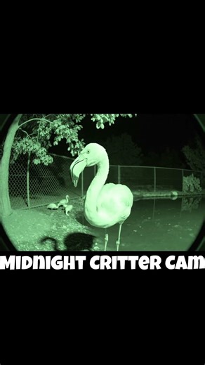 This Flamingo Completely Broke 😭