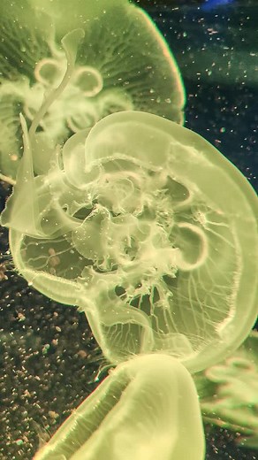 These jellies are mesmerizing! #lifeinpictures #jellyfish #jellyfishphotography #jellyfisharecool #jellyfishofinstagram | Nature Tourists
