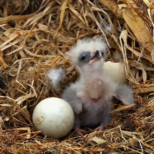 1.3M views · 36K reactions | Craving some cuteness? Follow bald eagle parents in Iowa as they work hard to raise their first two chicks. | NOVA l PBS | Facebook