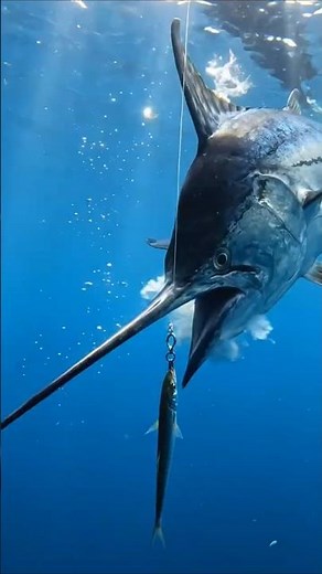 Marlin Strikes the Bait in a Split Second! 🎣🐟