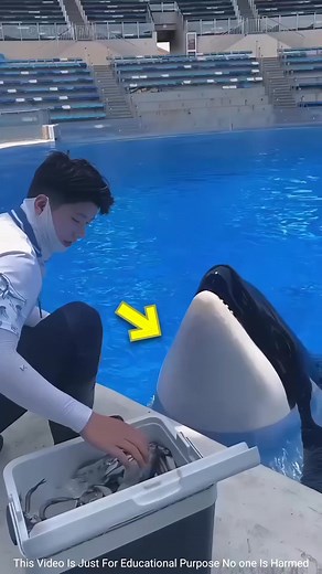 56K views · 201 reactions | How to feed a dolphin | MR Obaydul Facts | Facebook