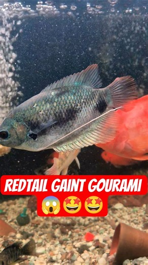Redtail gaint gourami 😱🤩 #gaintgourami #fish #aquarium #shortsviral #viralvideo #ytshorts #shorts