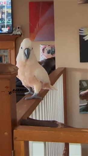 Barney the West Coast Cockatoo on Instagram: "🤣😂🤣 Hello Barney! #barneythewestcoastcockatoo #noai #notai"