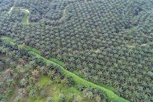 Akuisisi Sampoerna Agro (SGRO), Posco Punya Kebun Sawit Lebih dari 2 Kali Luas Seoul