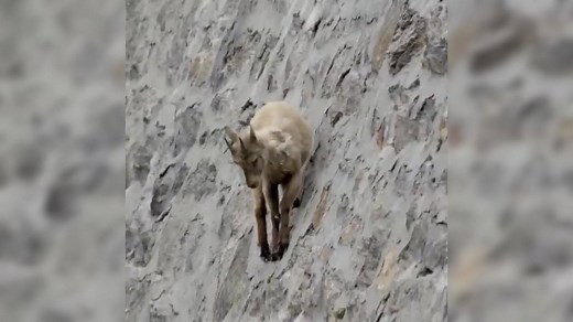 Viral video: Mountain goats climb dam wall and defy gravity, internet stunned