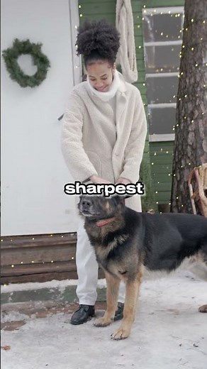 What 100 Years of Breeding Did to the German Shepherd