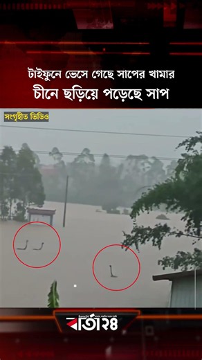 টাইফুনে প্লাবিত সাপের খামার, চীনে ছড়িয়ে পড়েছে ৮০০–এর বেশি সাপ | Barta24