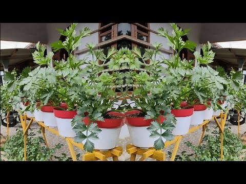 cara menanam seledri di pot || how to grow celery in pots from seed to harvest