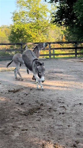 Mojo's Mischief: Tostito's Reaction Explained