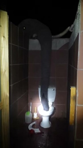 The elephant in the bathroom