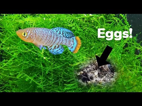 Notho Killifish Breeding! How to Breed and Hatch Nothobranchius Rachovii in Peat Moss
