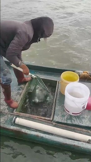 Well-Designed Net Transfering Fish Steadily And Easily !